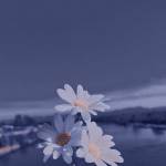 sahin fatima Profile Picture