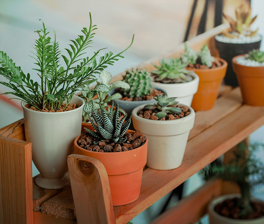 Buy Plants Online UK | Garden Plants For Sale