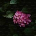 hunza saif Profile Picture