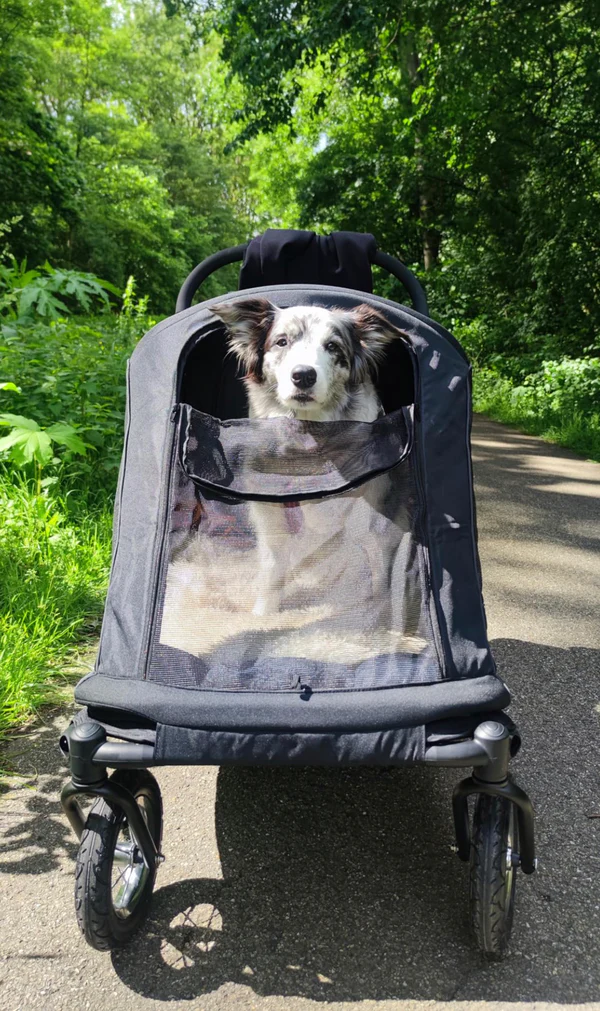 Large Dog Pram vs Big Dog Stroller: The Ultimate Guide for Pet Parents – Animal Stroller