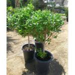 strew berry Profile Picture