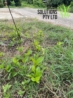 Stinkvine - GILBA SOLUTIONS