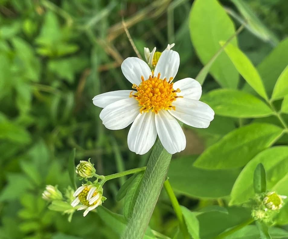 Cobblers Peg - GILBA SOLUTIONS