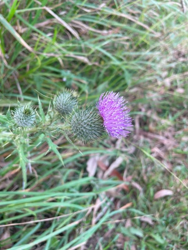 Spear Thistle - GILBA SOLUTIONS
