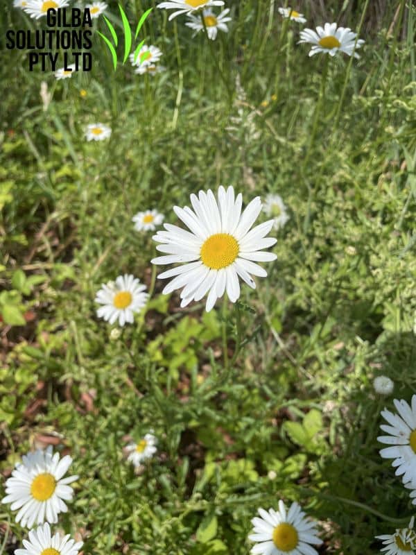 Oxeye Daisy - GILBA SOLUTIONS