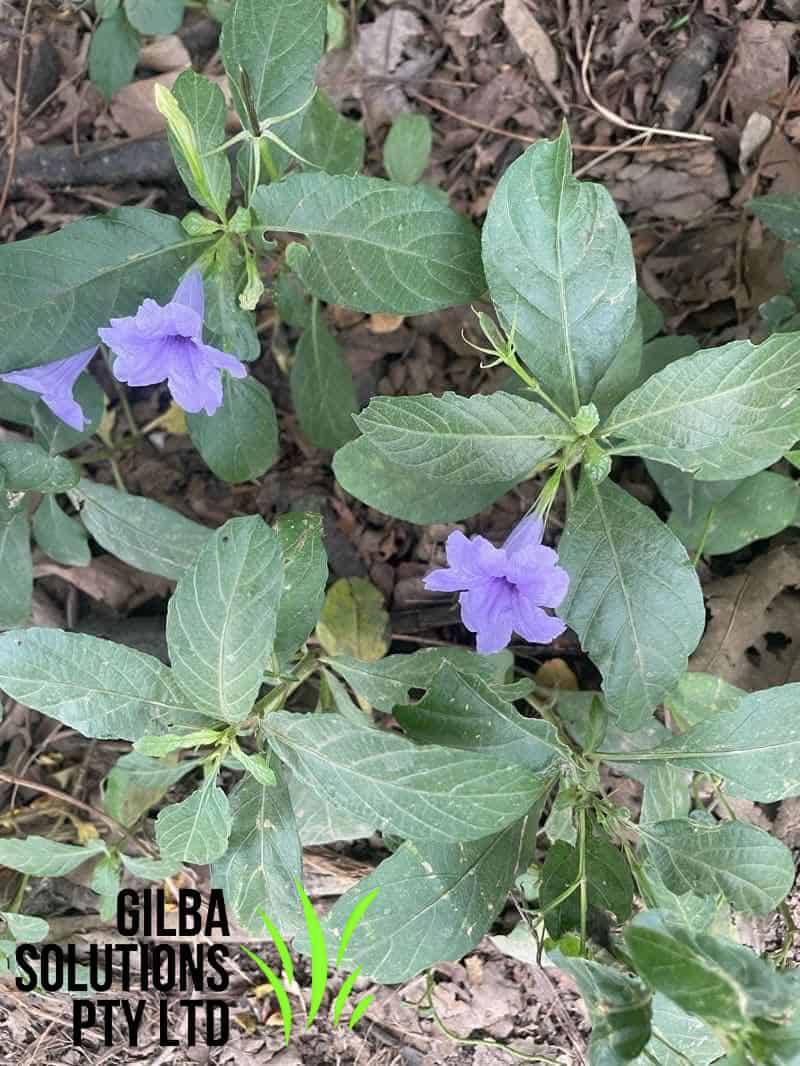 Minnieroot - GILBA SOLUTIONS