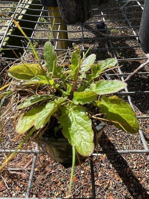 Oriental false hawksbeard - GILBA SOLUTIONS