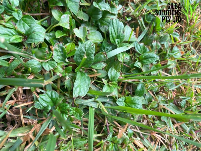 Heal All - GILBA SOLUTIONS