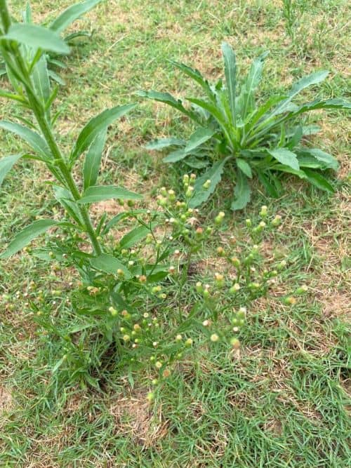 Fleabane - GILBA SOLUTIONS