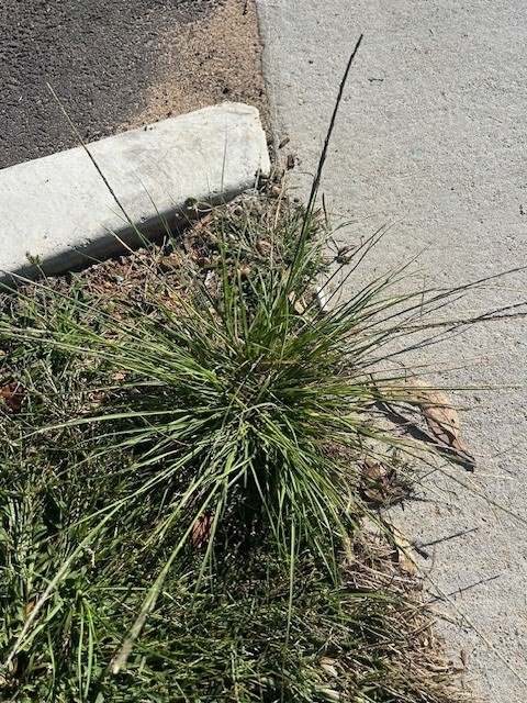 Parramatta Grass - GILBA SOLUTIONS