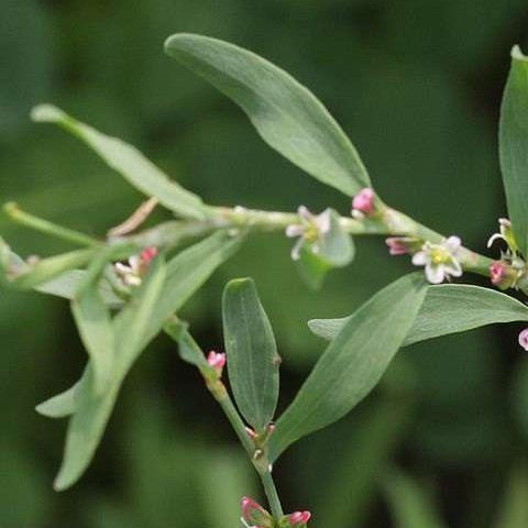 Wireweed - GILBA SOLUTIONS