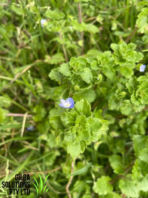 Speedwell Weed - GILBA SOLUTIONS