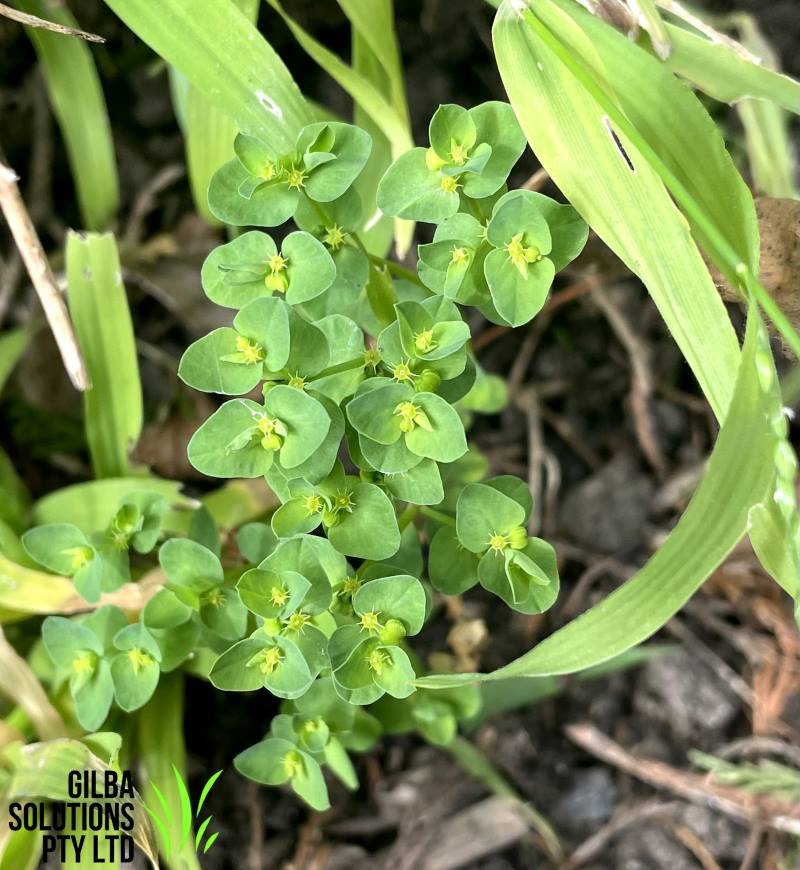 Petty Spurge - GILBA SOLUTIONS