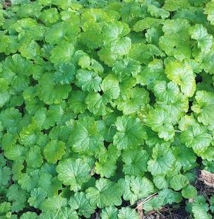 Creeping Charlie - GILBA SOLUTIONS