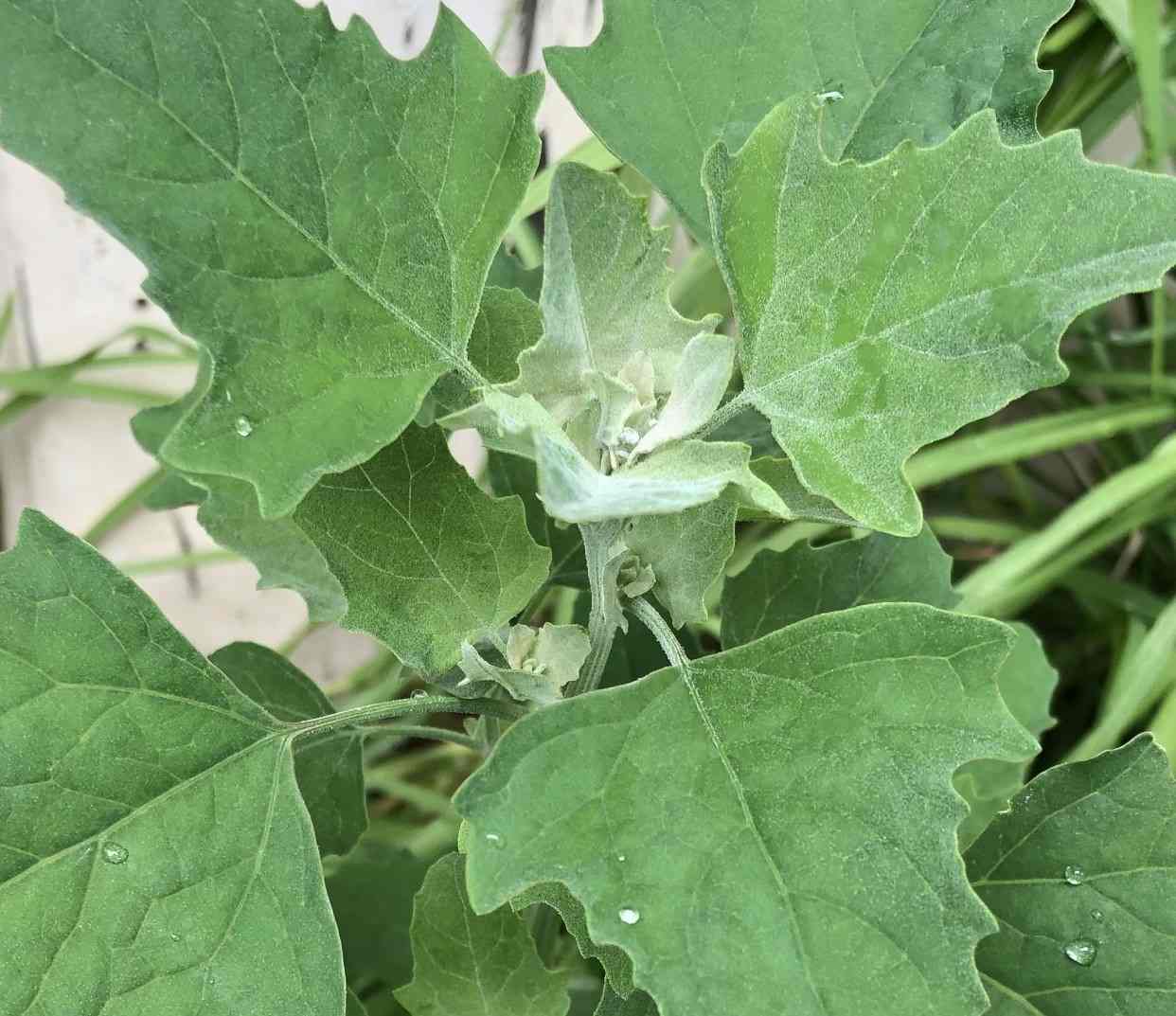 Fat hen weed - GILBA SOLUTIONS