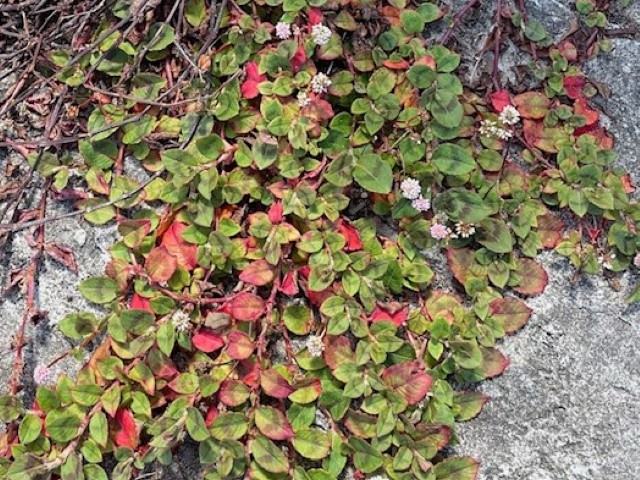 Japanese Knotweed - GILBA SOLUTIONS