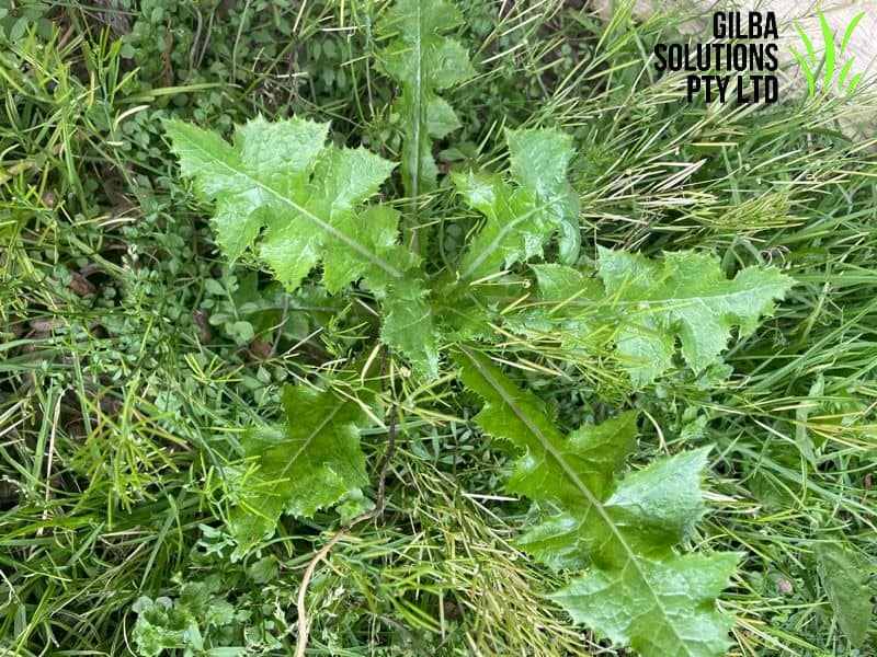 Sowthistle - GILBA SOLUTIONS