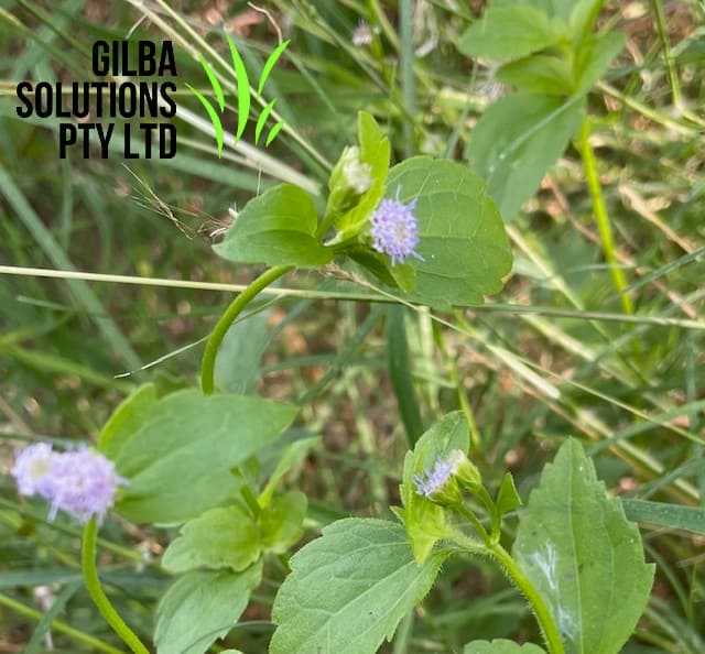 Praxelis - GILBA SOLUTIONS