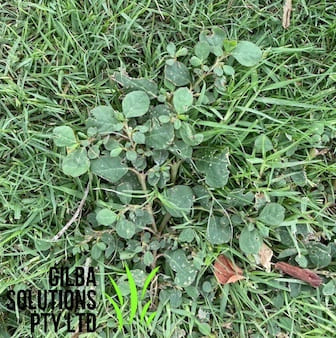 Horse purslane - GILBA SOLUTIONS