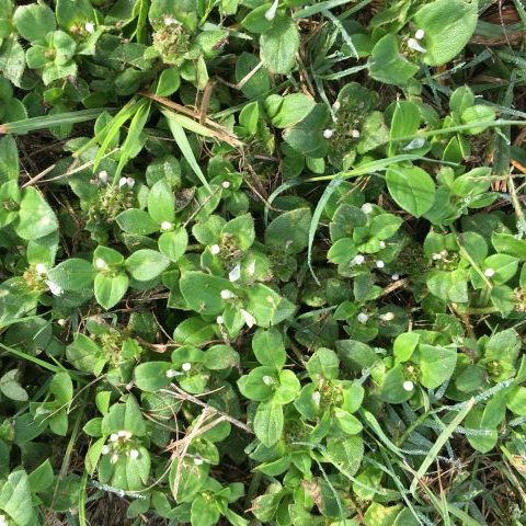 Common Chickweed - GILBA SOLUTIONS