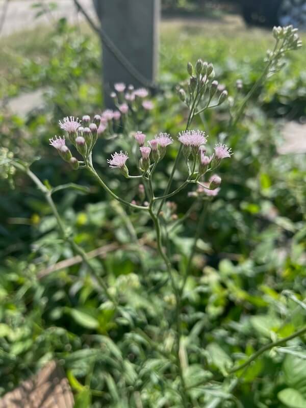 Little Ironweed - GILBA SOLUTIONS