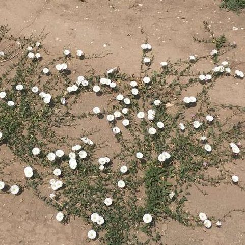 Field Bindweed - GILBA SOLUTIONS
