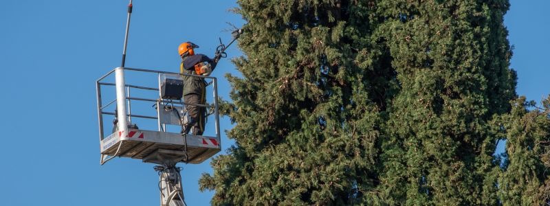 Expert Tree Trimming & Pruning Services in Boerne & San Antonio