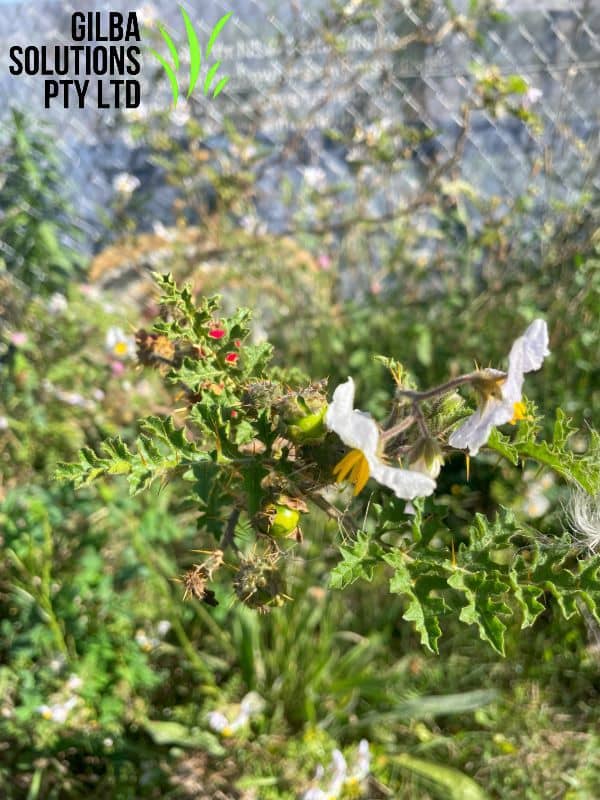 Sticky Nightshade - GILBA SOLUTIONS