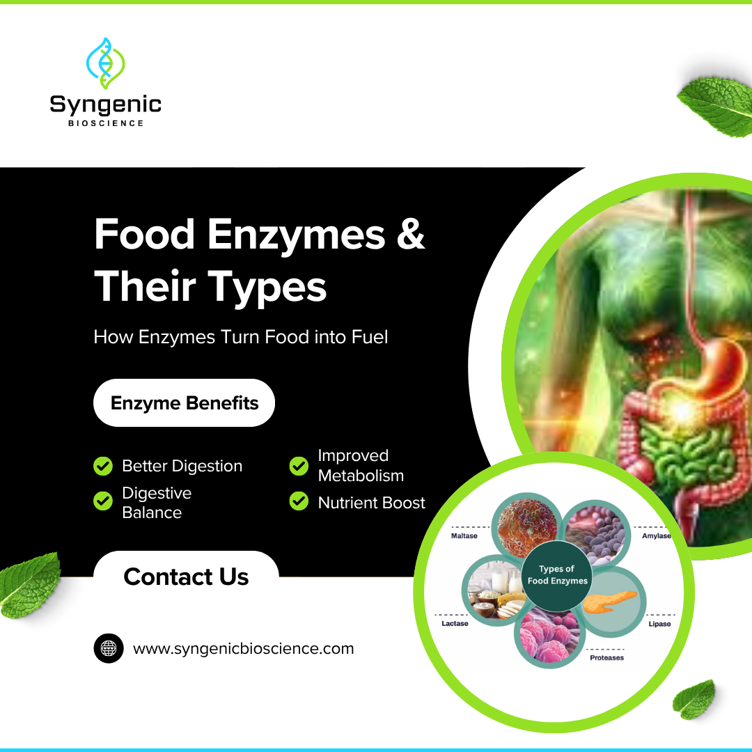 What Are Food Enzymes? Their Types, Functions & Benefits Explained
