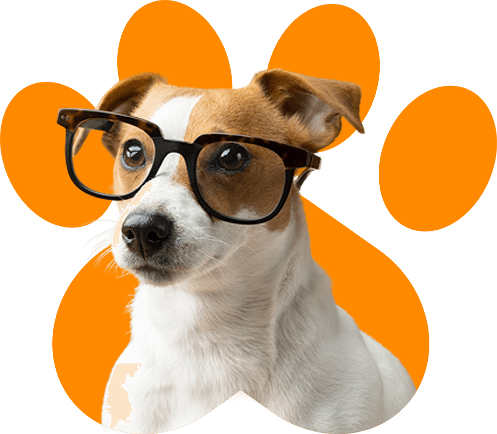 Best Doggy Day Care Services Abu Dhabi | Pets Corner