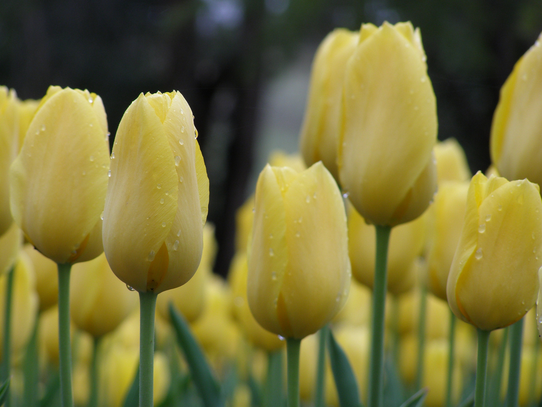 Burn Slim Supports Fat Metabolism | Profile