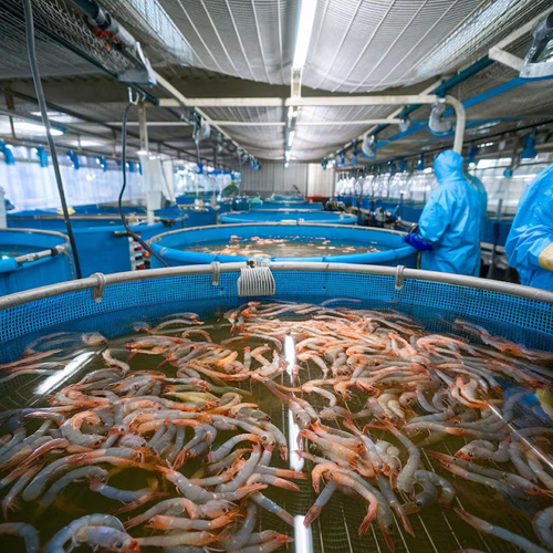 Aqua Probiotics Manufacturer & Supplier