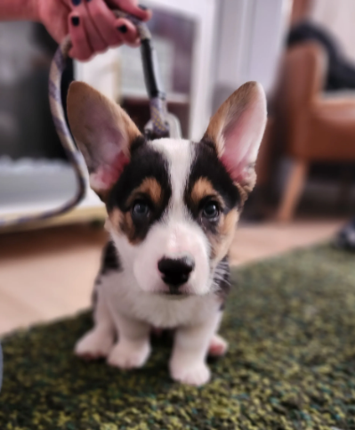 Building Better Habits Through Positive Everyday Canine Education |...